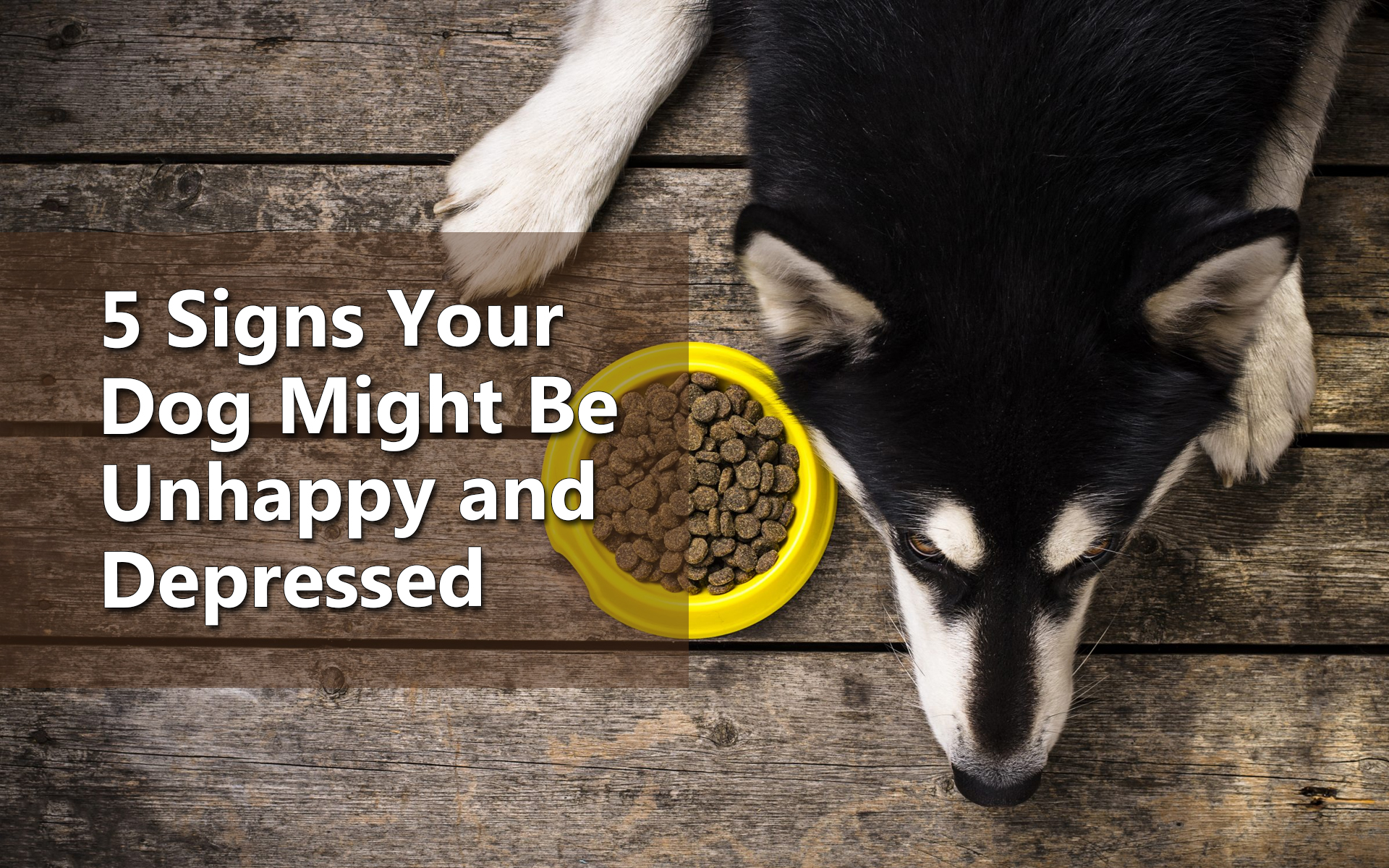 5 Signs Your Dog Might Be Unhappy and Depressed