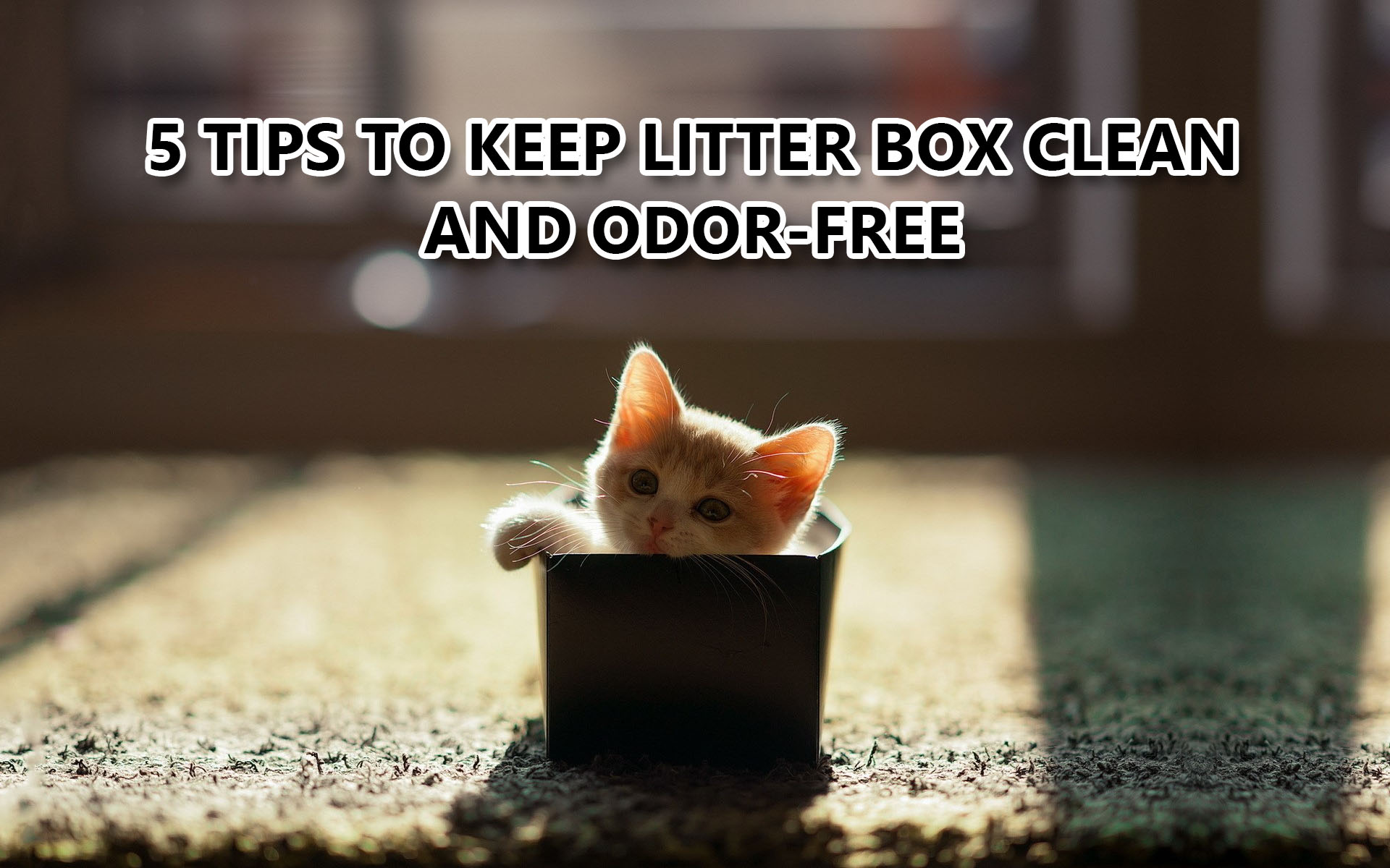 5 Tips to Keep Litter Box Clean and Odor-Free