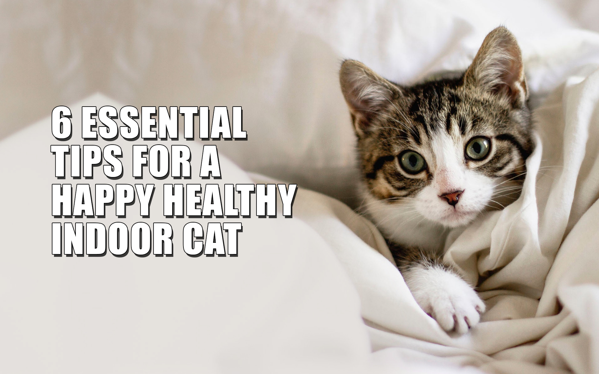 6 Essential Tips For A Happy Healthy Indoor Cat