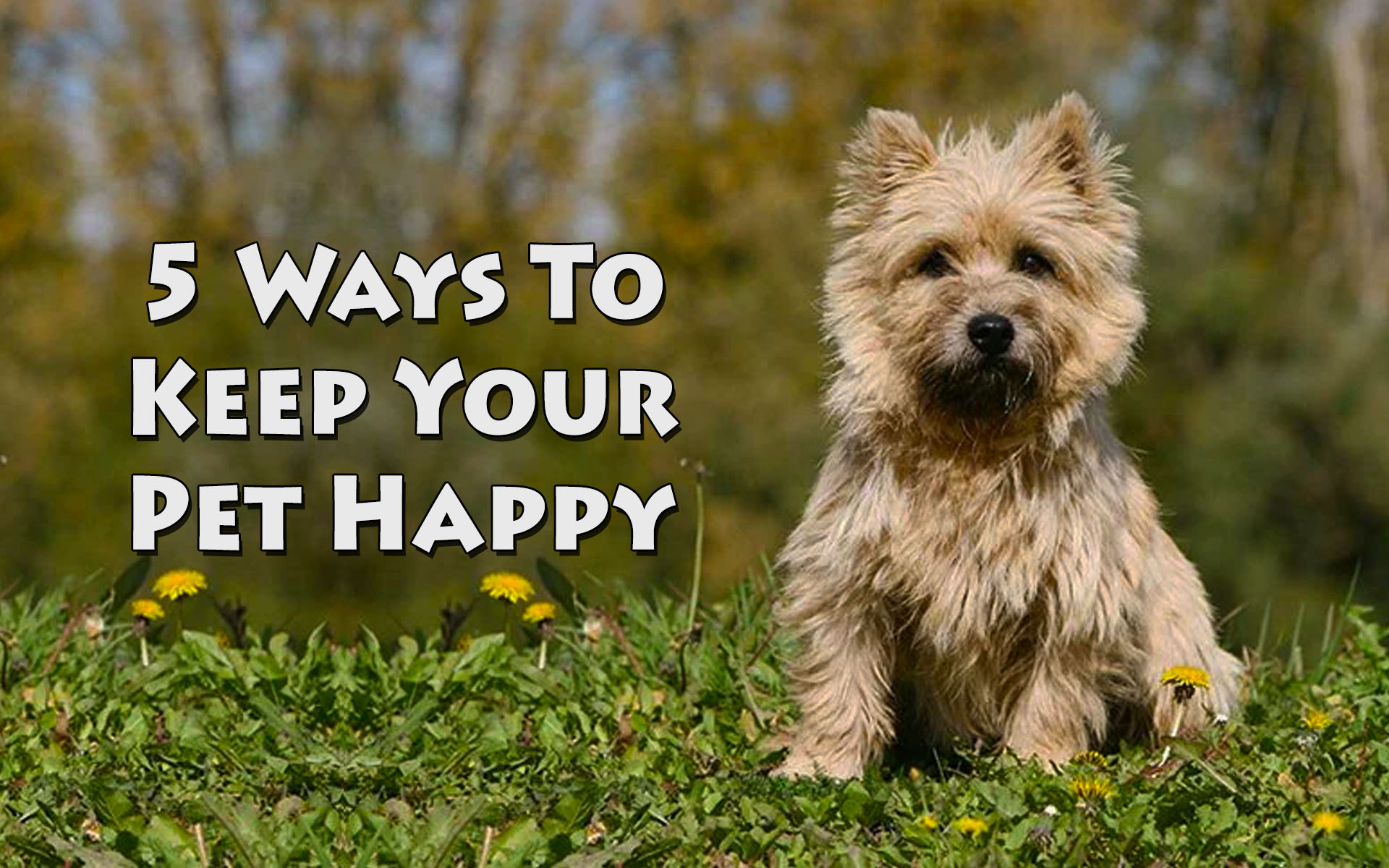 5 Ways To Keep Your Pet Happy