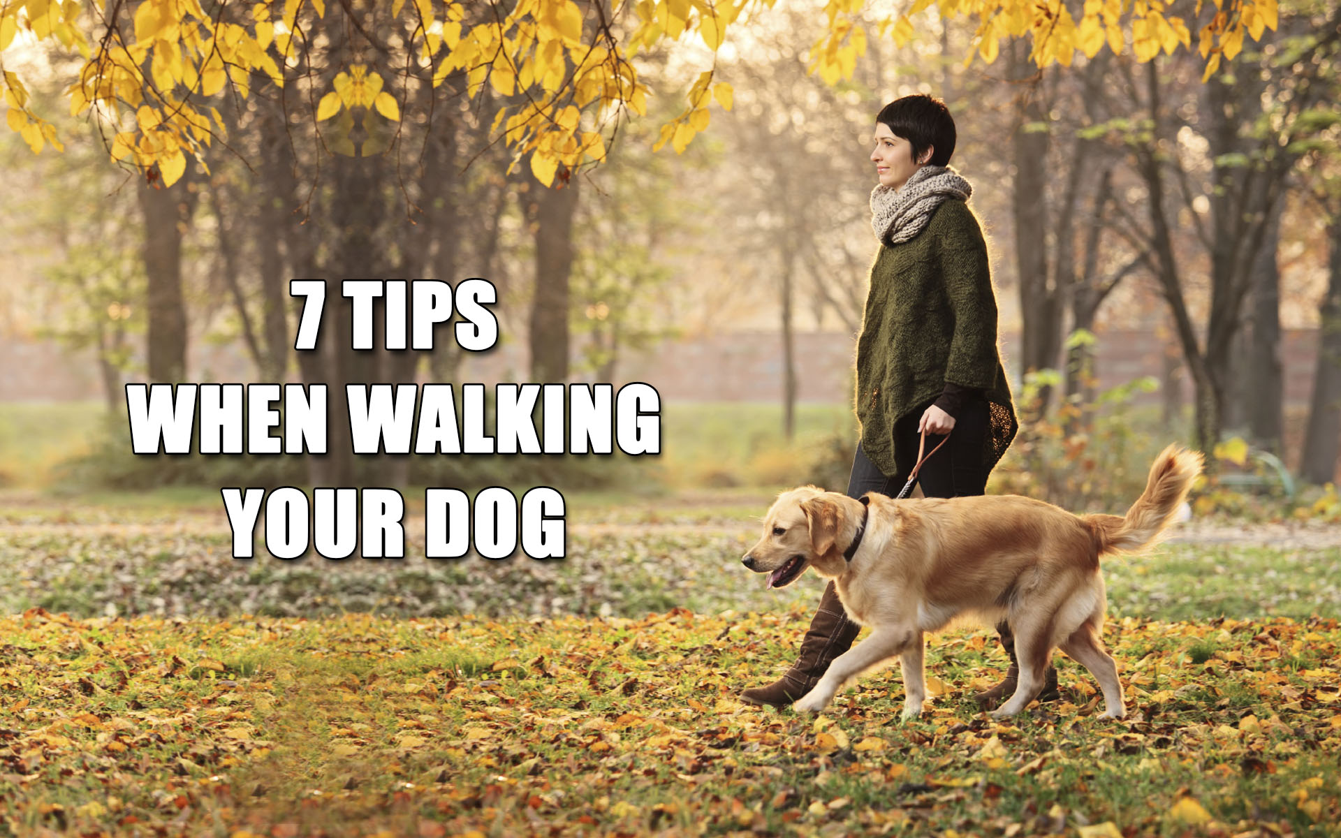 7 Tips When Walking Your Dog