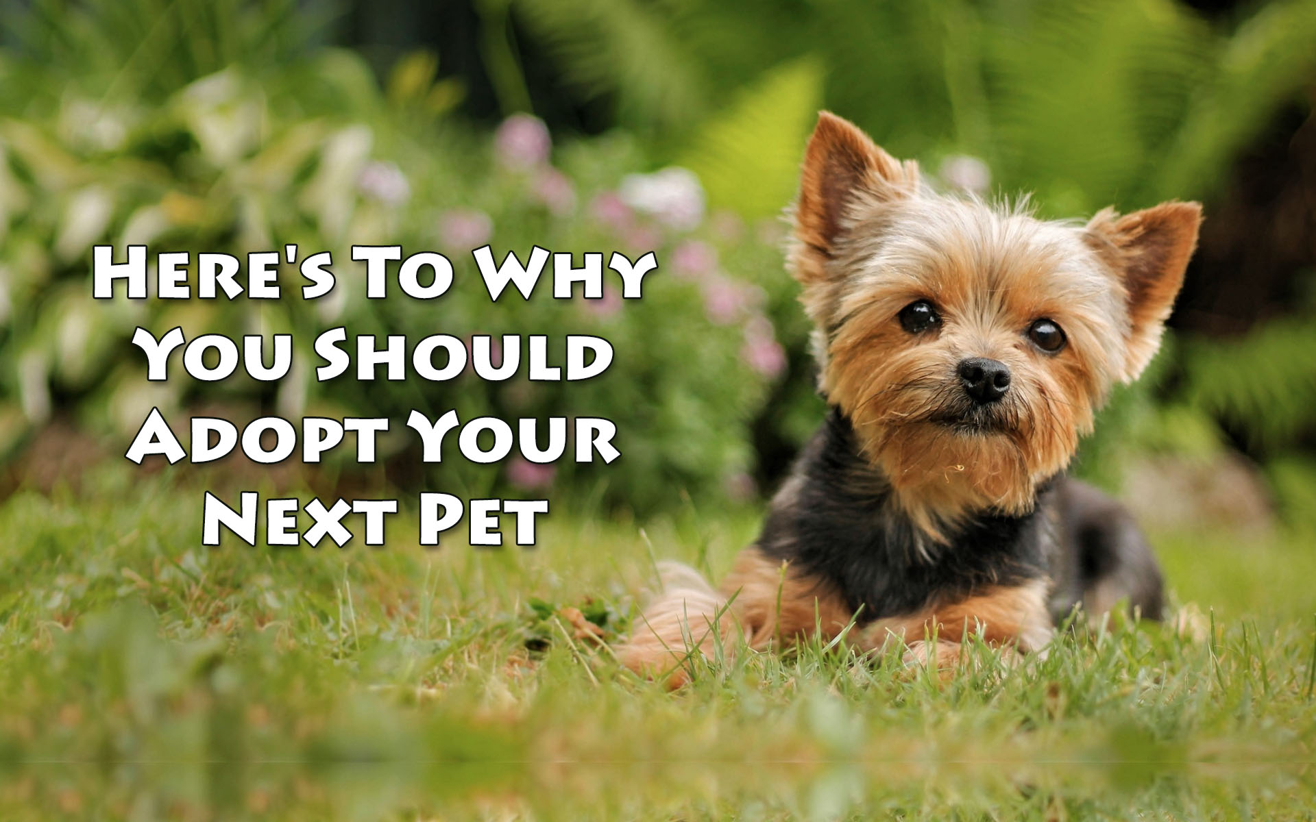 Here’s To Why You Should Adopt Your Next Pet