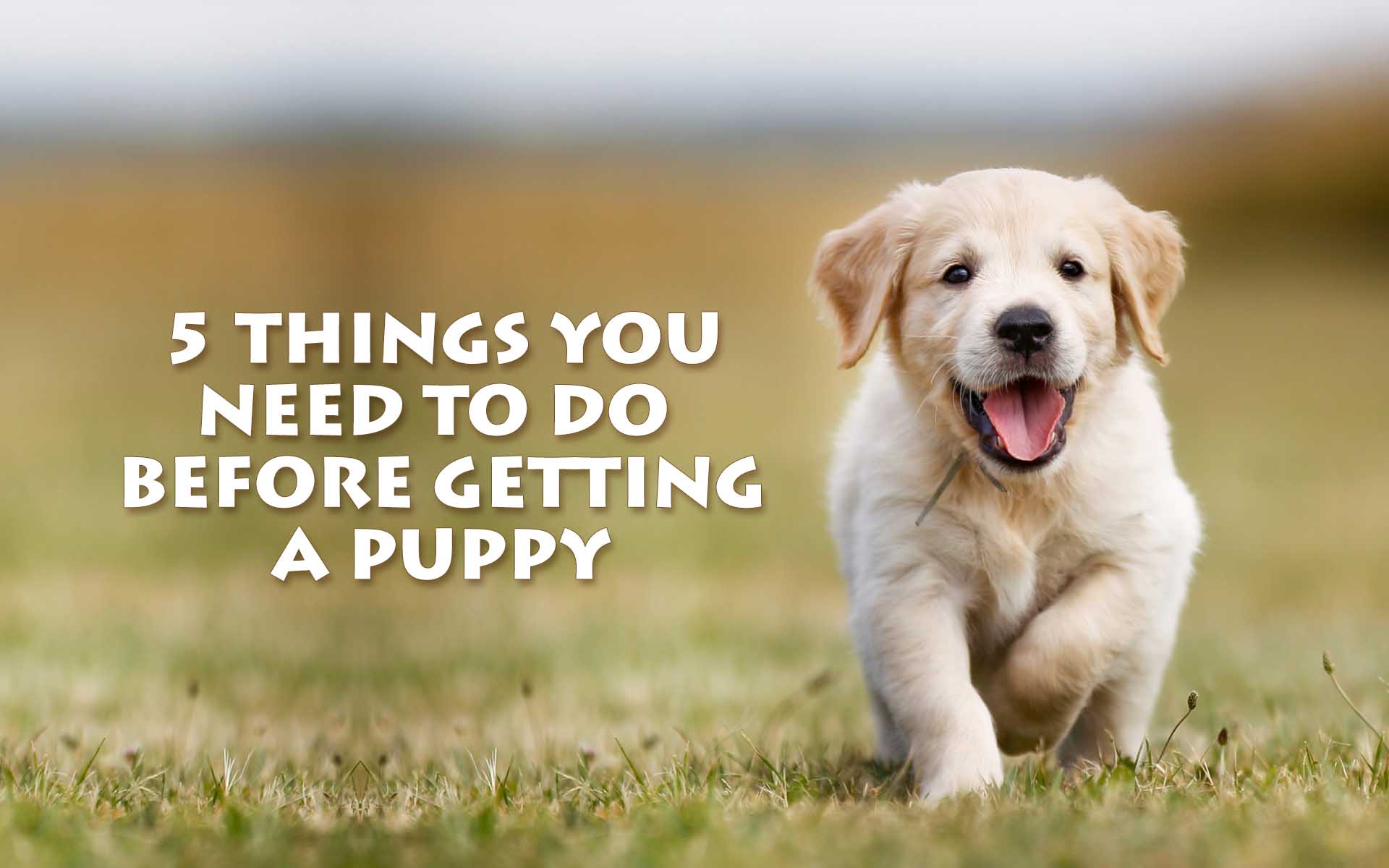5 Things You Need To Do Before Getting A Puppy