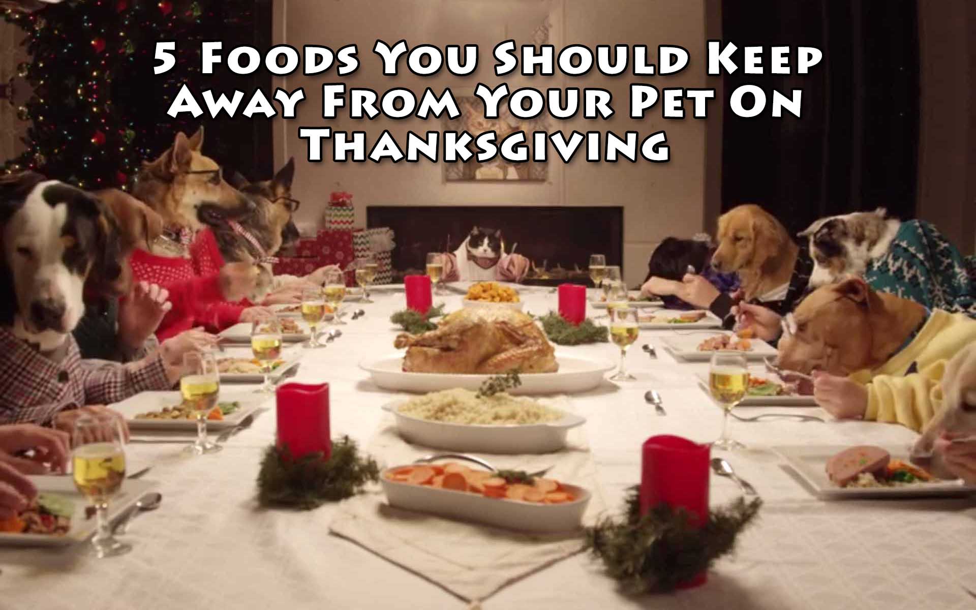 5 Foods You Should Keep Away From Your Pet On Thanksgiving