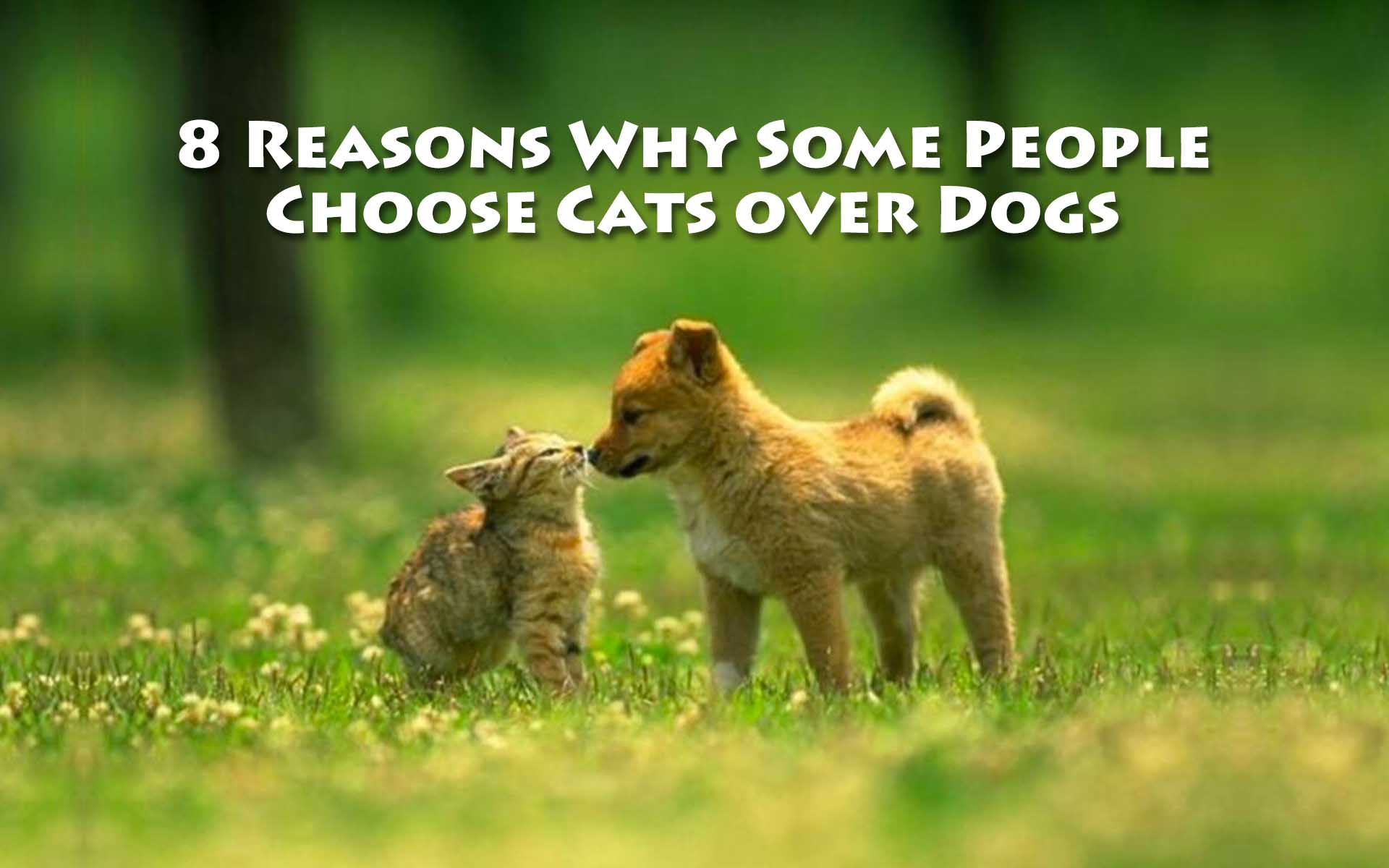 8 Reasons Why Some People Choose Cats over Dogs