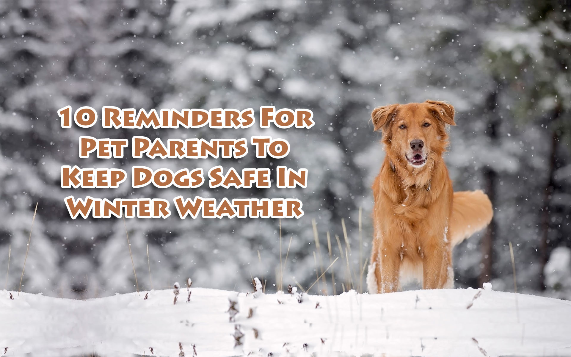 10 Reminders for Pet Parents to Keep Dogs Safe in Winter Weather