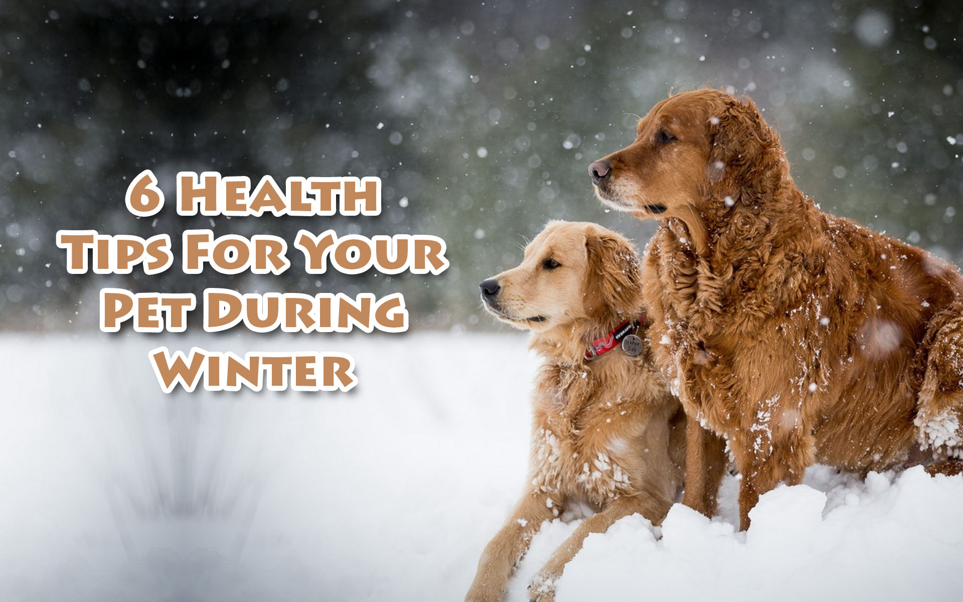 6 Health Tips For Your Pet During Winter
