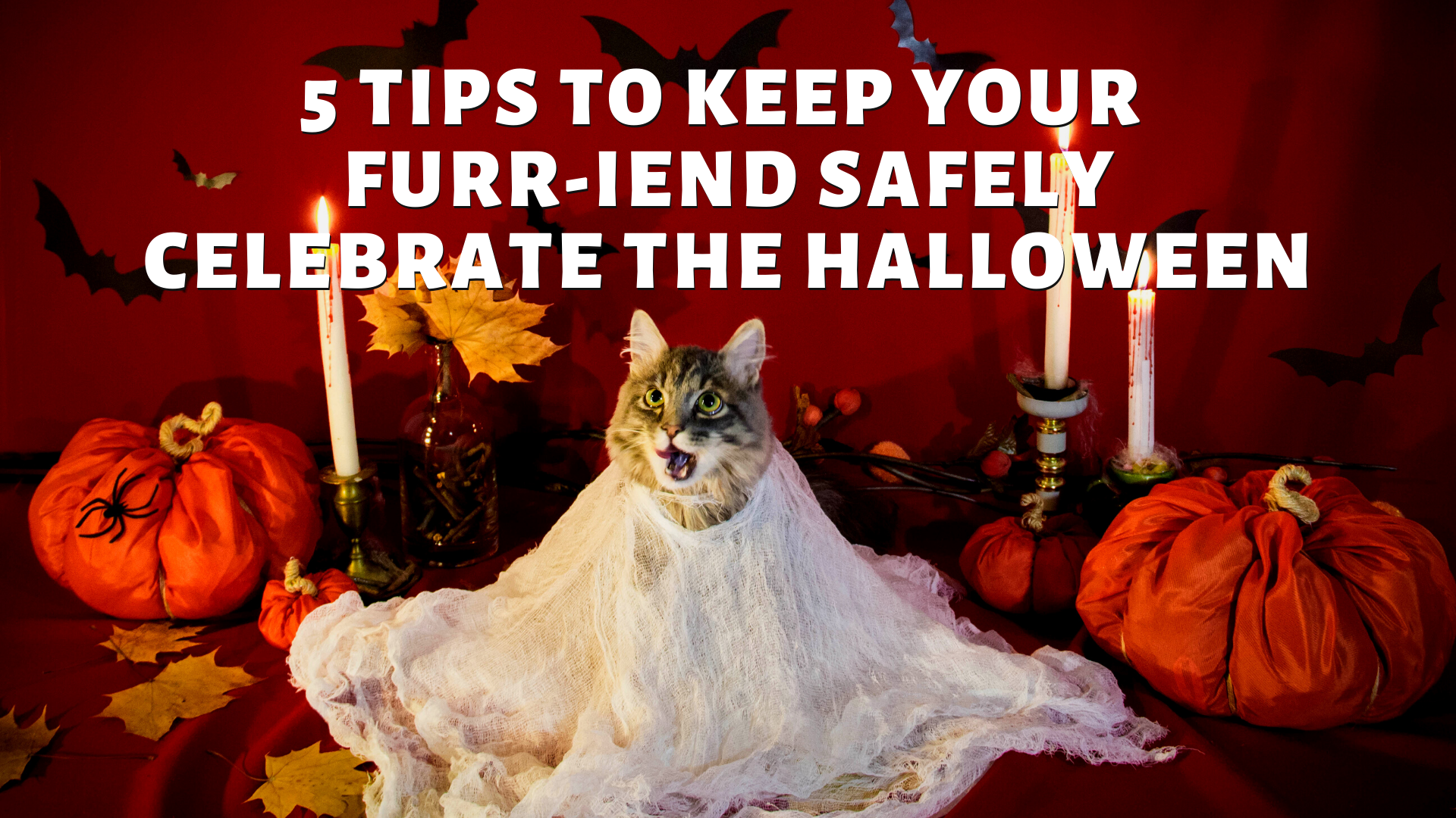 5 Tips To Keep Your FURR-iend Safely Celebrate The Halloween