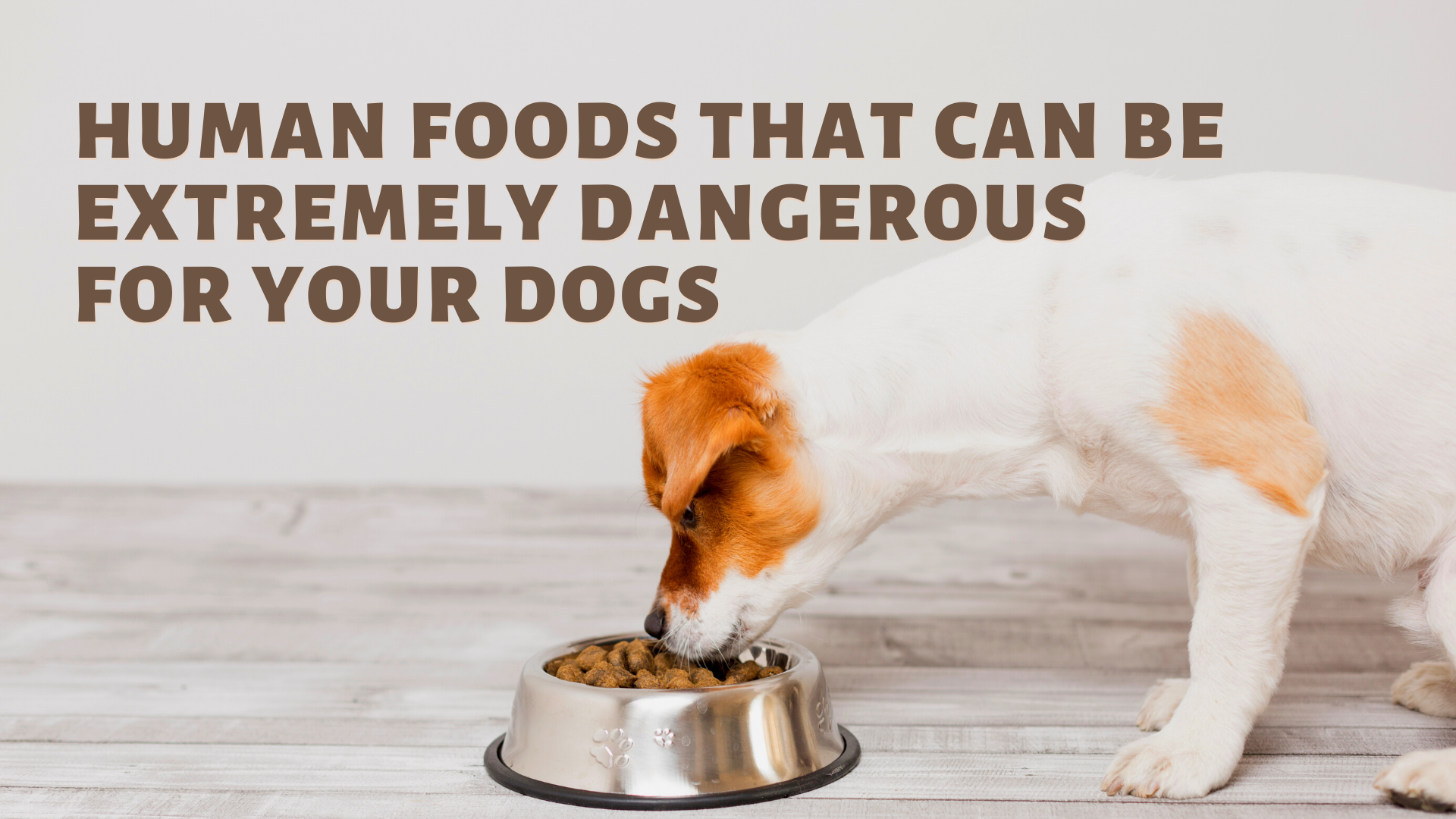 Human Foods That Can Be Extremely Dangerous For Your Dogs