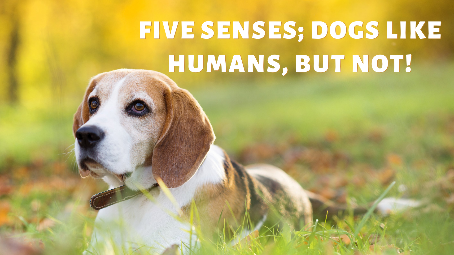 Five Senses; Dogs Like Humans, But Not!