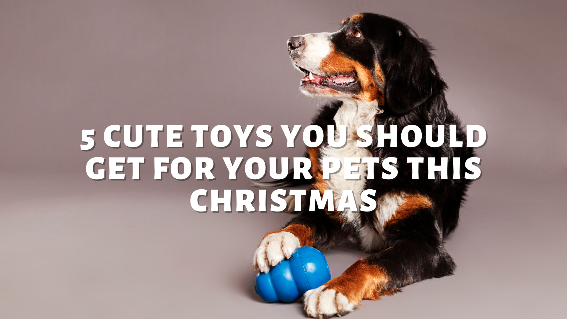 5 Cute Toys You Should Get For Your Pets This Christmas