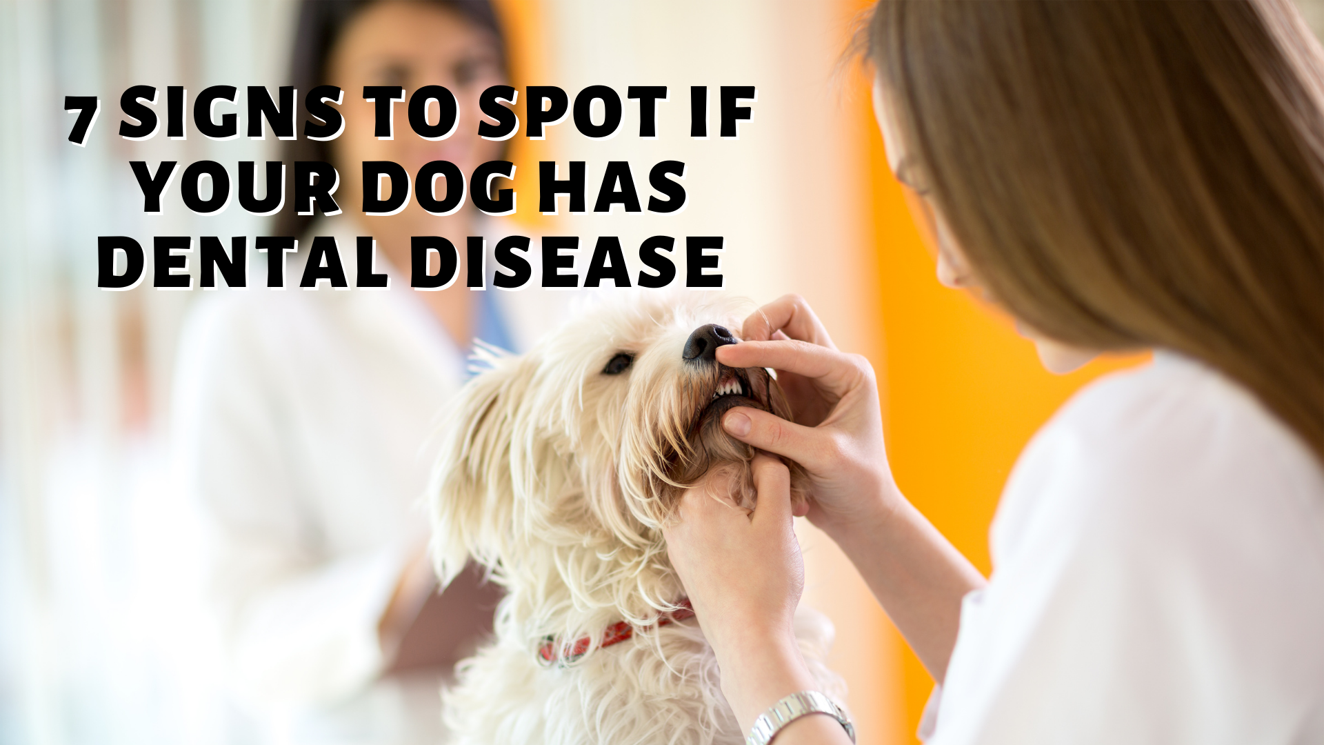 7 Signs To Spot If Your Dog Has Dental Disease