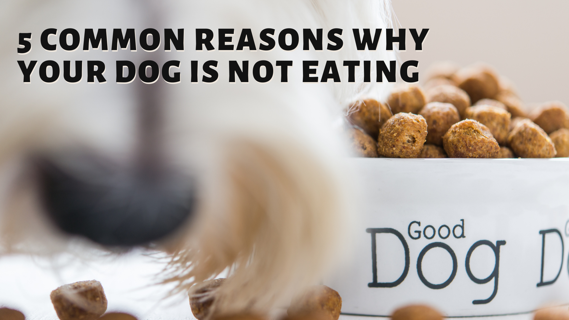 5 Common Reasons Why Your Dog Is Not Eating