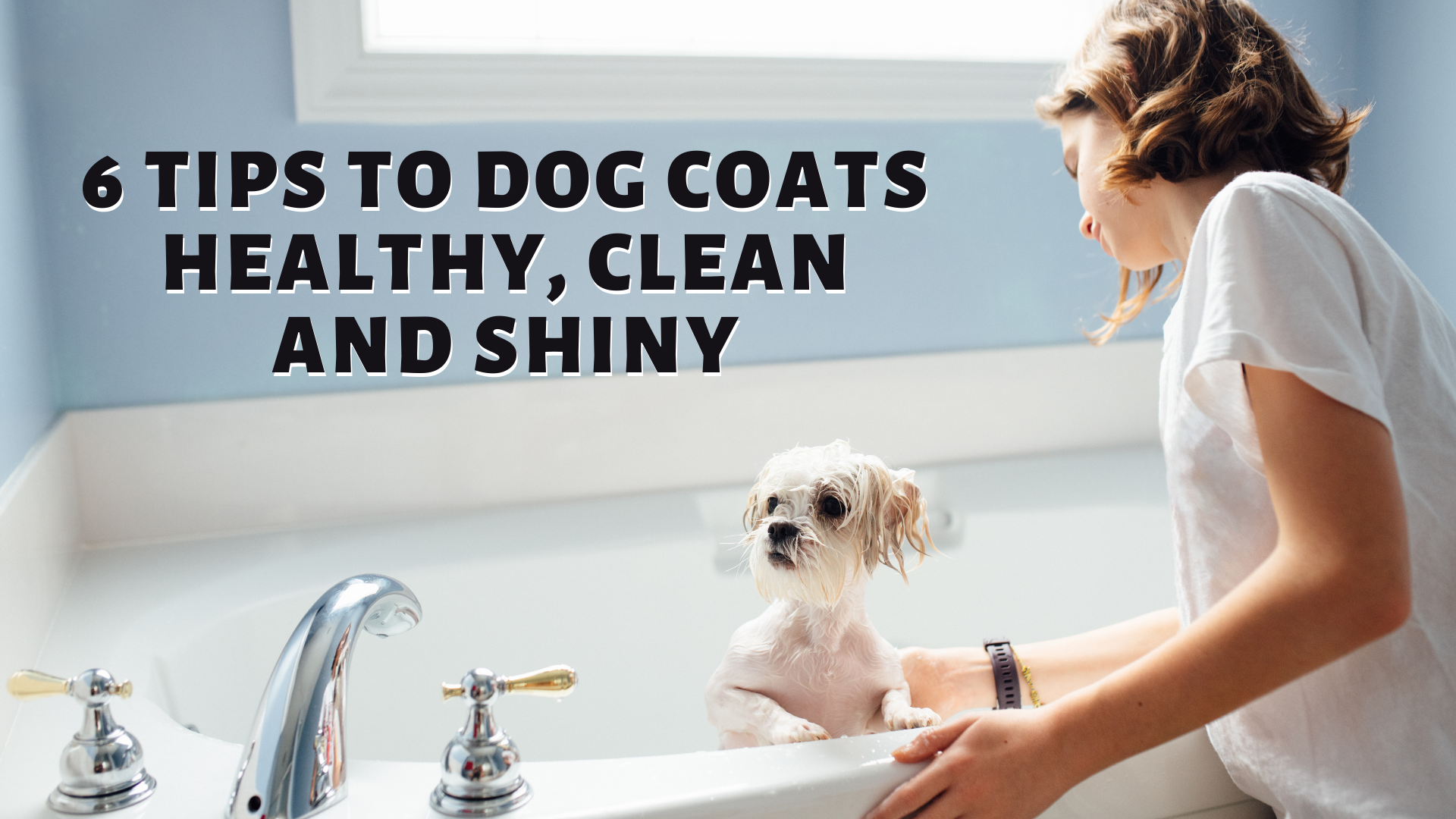 6 Tips To Dog Coats Healthy, Clean and Shiny