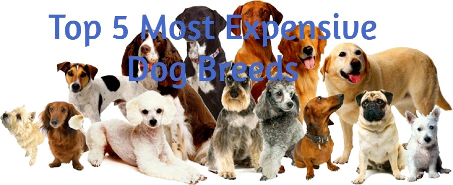 5 Most Expensive Dog Breeds