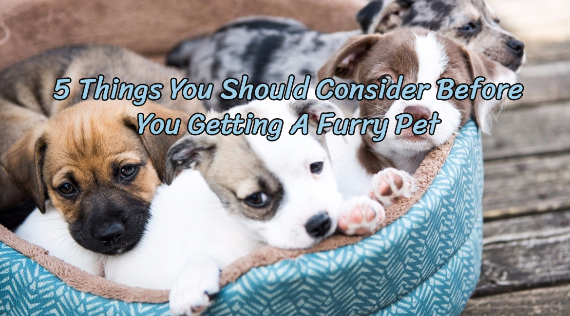 Five Things You Should Consider Before You Getting A Furry Pet