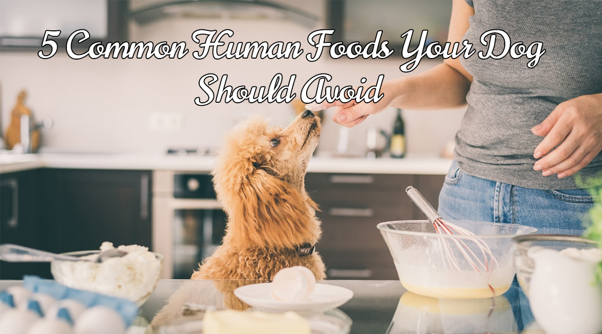 Five Common Human Foods Your Dog Should Avoid