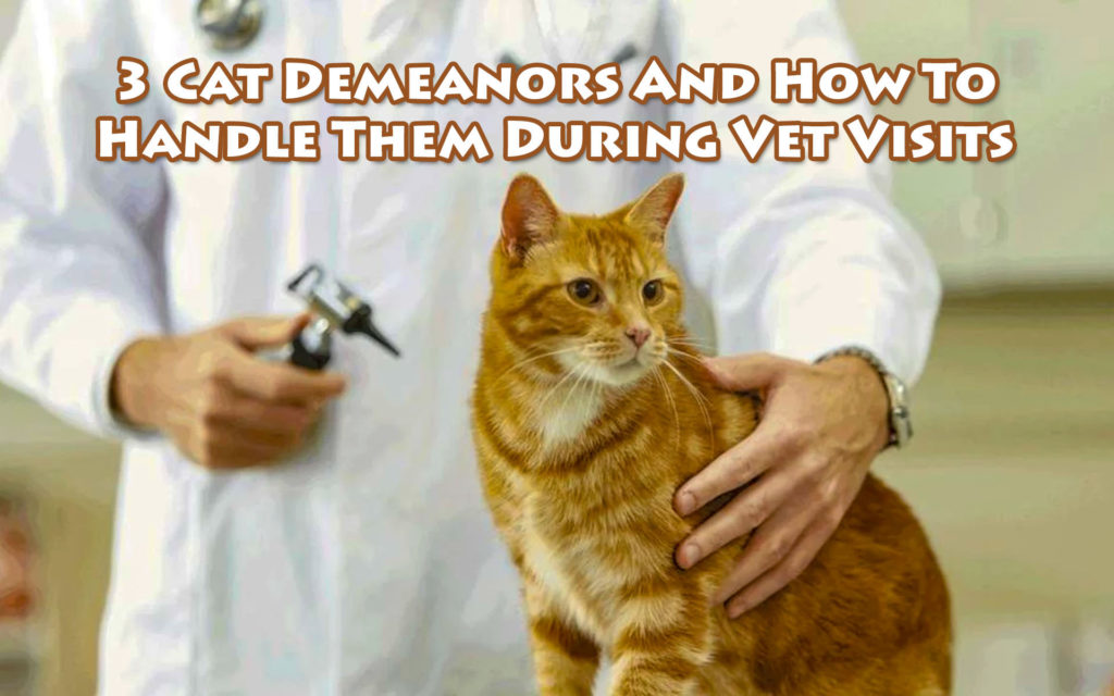 Three Cat Demeanors and How to Handle Them During Vet Visits