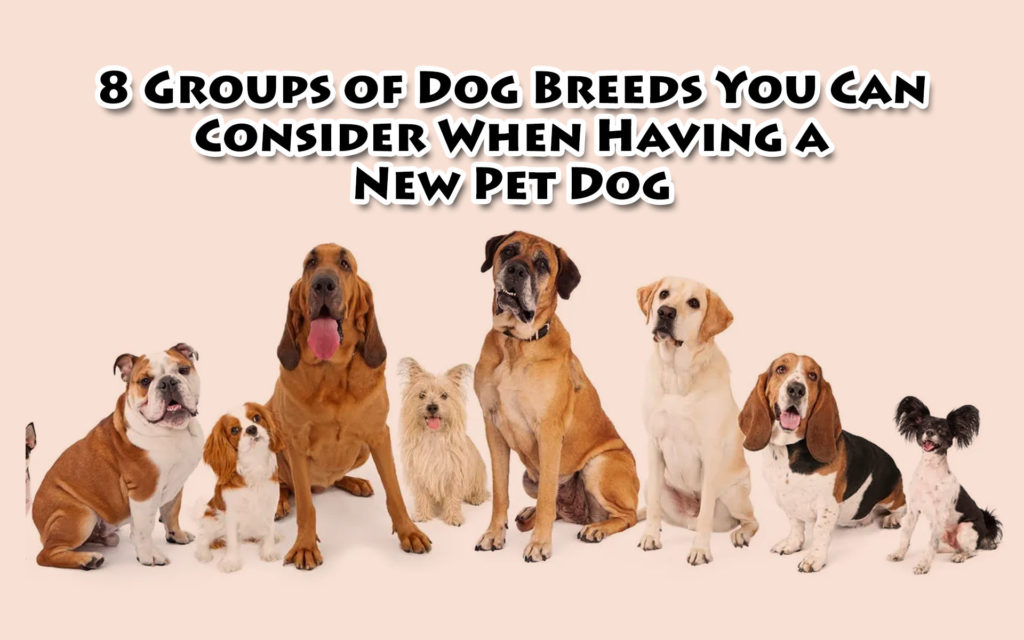 Eight Groups of Dog Breeds You Can Consider When Having a New Pet Dog