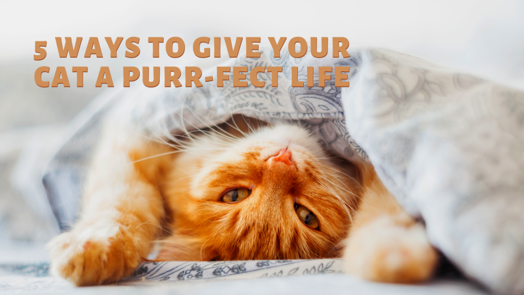 5 Simple Ways to Provide a Purr-Fect Life for Your Cats