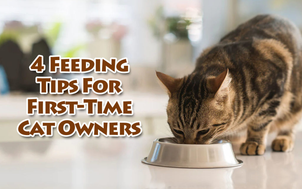 4 Feeding Tips for First-Time Cat Owners