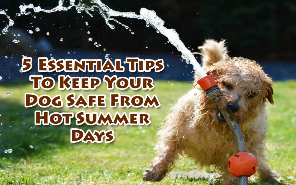 5 Essential Tips to Keep Your Dog Safe From Hot Summer Days