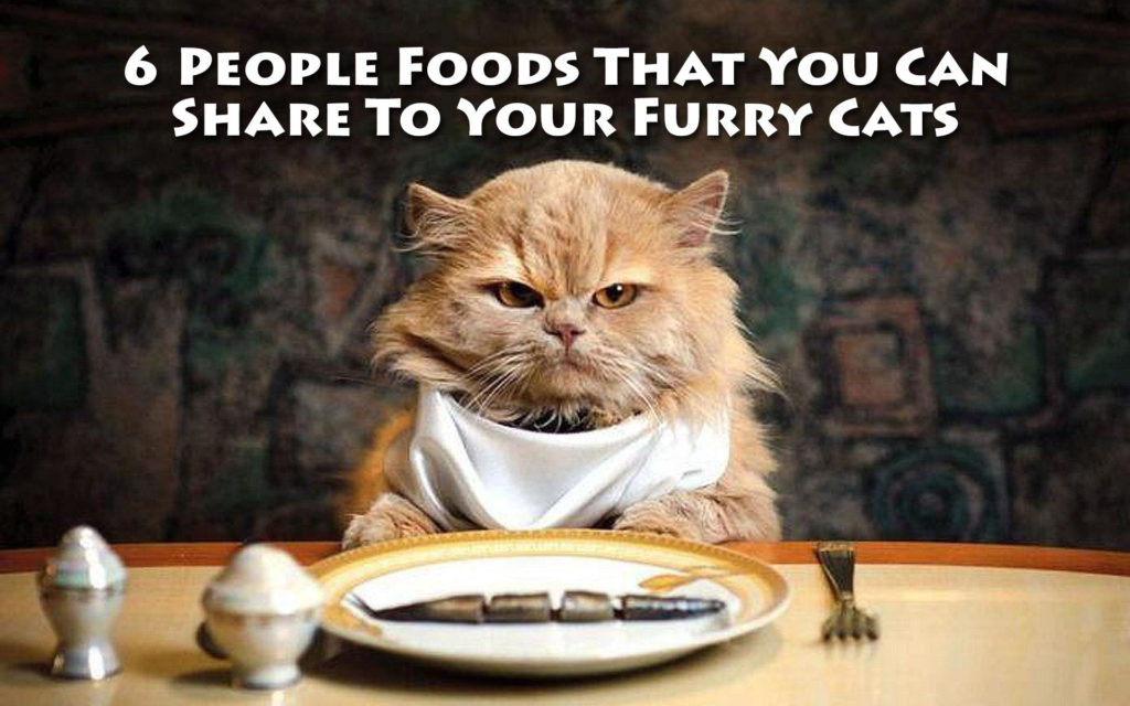 6 People Foods That You Can Share To Your Furry Cats